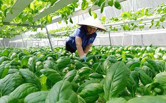 Phát triển kinh tế hợp tác xã, kinh tế xanh trên địa bàn Hà Nội – Thách thức và những vấn đề cần quan tâm