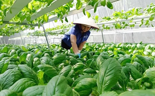Phát triển kinh tế hợp tác xã, kinh tế xanh trên địa bàn Hà Nội – Thách thức và những vấn đề cần quan tâm