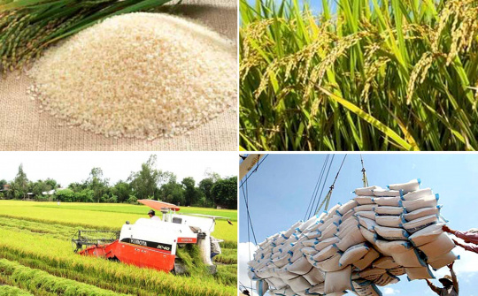 Low-emission rice paves the way for higher-value rice exports