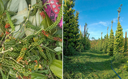 Tiêu Tùng Linh: Định hình chuỗi giá trị hồ tiêu xuất khẩu