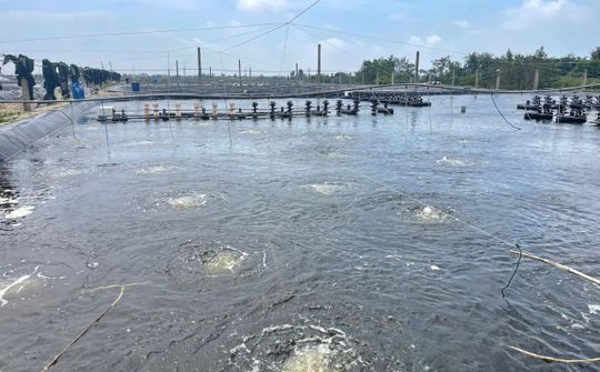 Thuỷ sản Thanh Hóa hướng đến phát triển hiện đại, bền vững