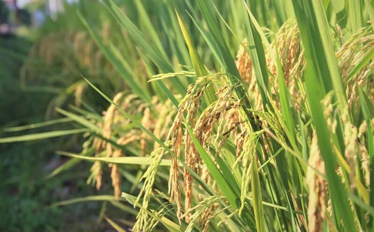 “Hộ chiếu xanh” cho hạt gạo Việt: Động lực mới của nông nghiệp phát thải thấp