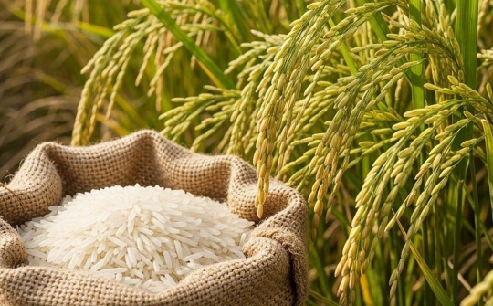 Hạt gạo Việt trên hành trình nâng tầm giá trị