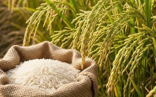 Hạt gạo Việt trên hành trình nâng tầm giá trị