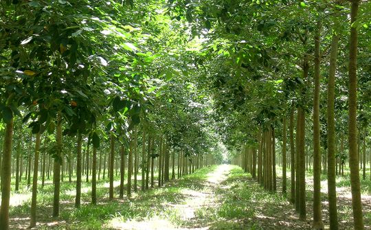Đảng bộ Tập đoàn công nghiệp cao su Việt Nam: “Xương sống” của hành trình phát triển toàn diện