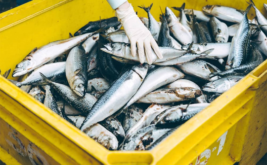 Xuất khẩu thủy sản hướng tới mục tiêu 12 tỷ USD: Tháo gỡ điểm nghẽn, nâng cao năng lực cạnh tranh cho tăng trưởng bền vững