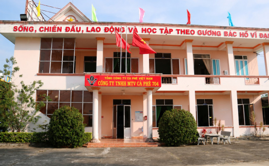 Công ty Cà phê 704: Khẳng định vị thế qua sự đổi mới và quản trị hiệu quả