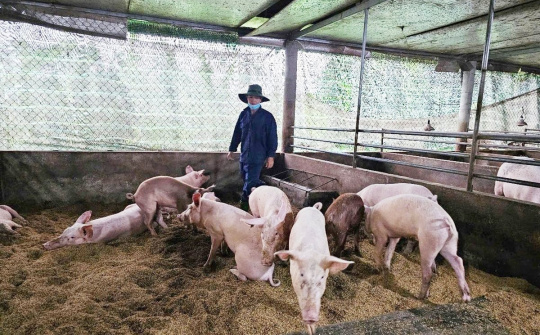 Tăng cường an toàn sinh học trong chăn nuôi nông hộ – Nền tảng bảo vệ ngành chăn nuôi phát triển bền vững