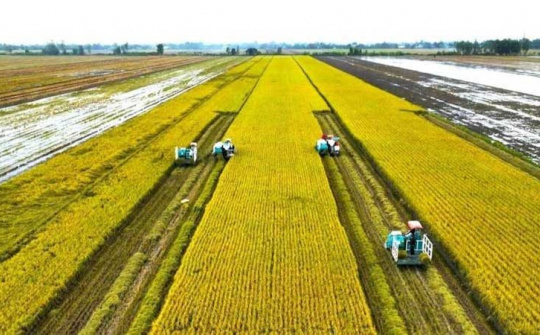 Tái cấu trúc ngành lúa gạo trong bối cảnh mới: Chuyển từ tư duy sản lượng sang phát triển chuỗi giá trị bền vững