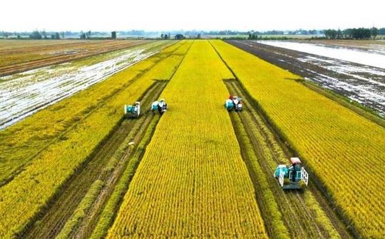 Tái cấu trúc ngành lúa gạo trong bối cảnh mới: Chuyển từ tư duy sản lượng sang phát triển chuỗi giá trị bền vững