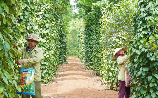 Cam Lộ phát triển nông nghiệp hàng hóa theo hướng chuyên canh, bền vững