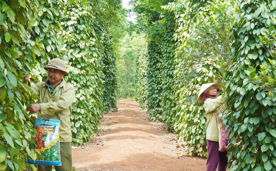 Cam Lộ phát triển nông nghiệp hàng hóa theo hướng chuyên canh, bền vững