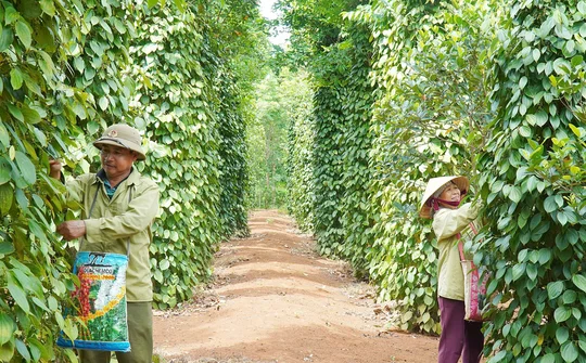 Cam Lộ phát triển nông nghiệp hàng hóa theo hướng chuyên canh, bền vững