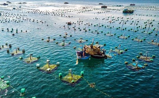 Phát triển vùng nuôi thủy sản tập trung: Hướng đi chiến lược cho kinh tế nông nghiệp hiện đại