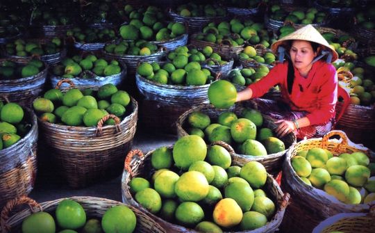Hoàn thiện quản lý mã số vùng trồng:  Nâng cao năng lực cạnh tranh nông sản Việt trên thị trường xuất khẩu