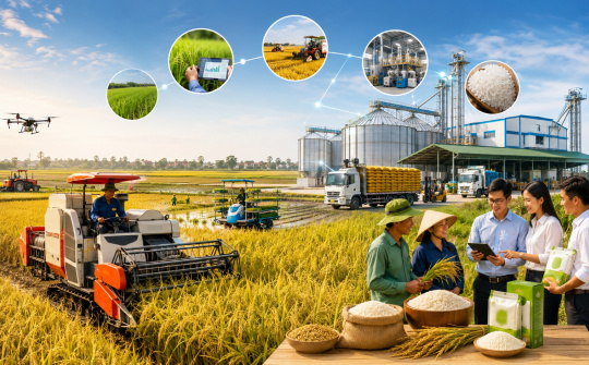 Nâng cao giá trị chuỗi ngành hàng lúa gạo: Từ liên kết sản xuất đến phát triển bền vững