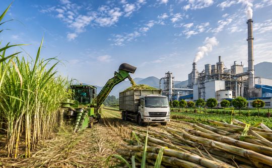 Ngành mía đường: Tín hiệu phục hồi và yêu cầu củng cố sức cạnh tranh