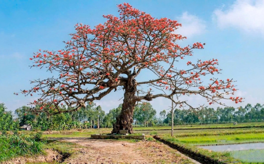 Nơi lưu giữ ký ức làng Đông Khê (xã Hoằng Giang, Thanh Hoá): Cây Gạo cổ thụ trở thành Di sản