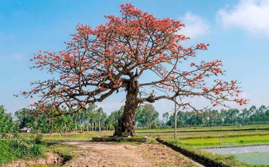 Nơi lưu giữ ký ức làng Đông Khê (xã Hoằng Giang, Thanh Hoá): Cây Gạo cổ thụ trở thành Di sản