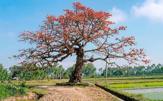 Nơi lưu giữ ký ức làng Đông Khê (xã Hoằng Giang, Thanh Hoá): Cây Gạo cổ thụ trở thành Di sản