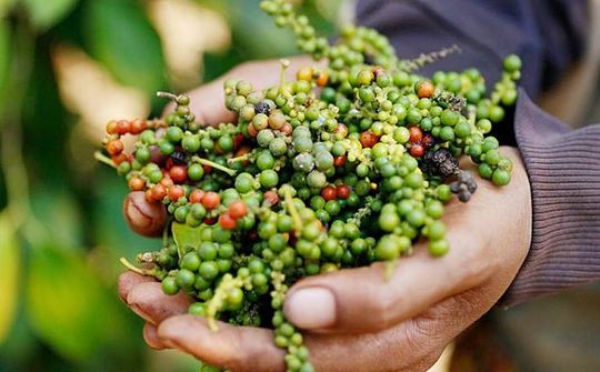 Nâng cao giá trị hồ tiêu Việt Nam, tạo đà bứt phá cho xuất khẩu nông sản