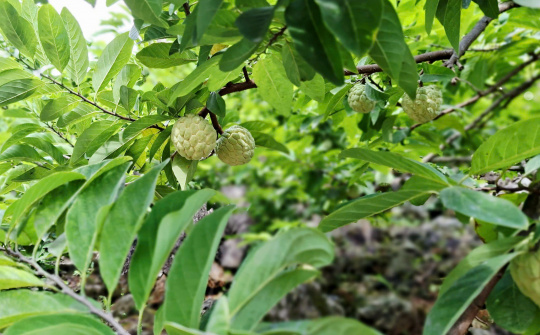 Thái Nguyên đẩy mạnh xúc tiến thương mại, nâng cao giá trị nông sản địa phương