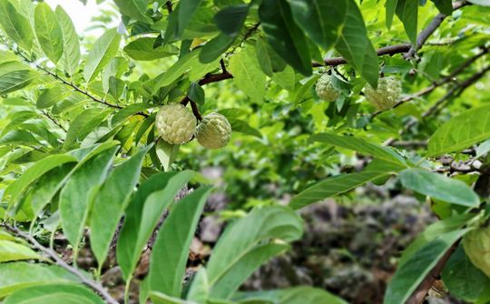 Thái Nguyên đẩy mạnh xúc tiến thương mại, nâng cao giá trị nông sản địa phương