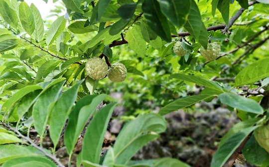 Thái Nguyên đẩy mạnh xúc tiến thương mại, nâng cao giá trị nông sản địa phương