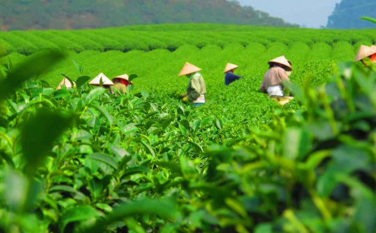 Trà Thái Nguyên: Từ “Đệ nhất danh trà” đến thương hiệu mang tầm quốc tế