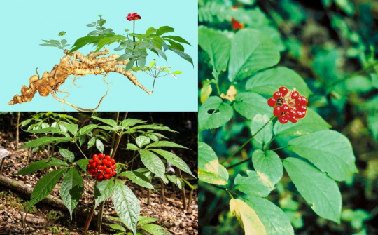 Kinh tế dưới tán rừng: biến lợi thế sinh thái thành động lực phát triển bền vững
