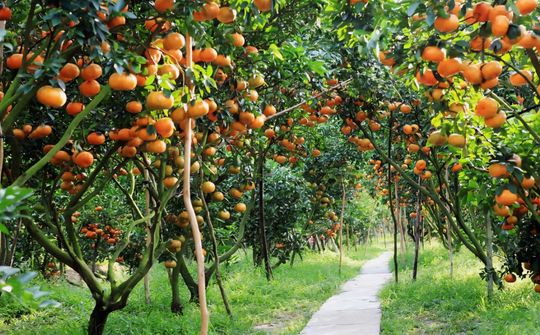 Rau quả Việt Nam trước cơ hội bứt phá: Gỡ điểm nghẽn để mở rộng không gian xuất khẩu