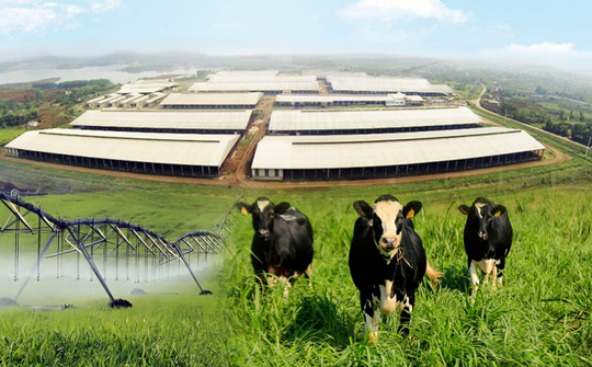 Những điểm nhấn làm nên chất lượng hàng đầu của sữa tươi sạch TH true MILK