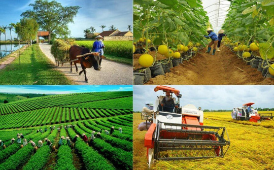 Kinh tế tập thể: Từ liên kết sản xuất đến tổ chức chuỗi giá trị