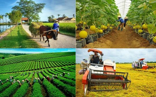 Kinh tế tập thể: Từ liên kết sản xuất đến tổ chức chuỗi giá trị