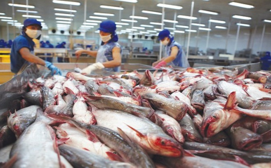 Thủy sản Việt Nam: Mở rộng không gian tăng trưởng, giảm phụ thuộc vào một thị trường
