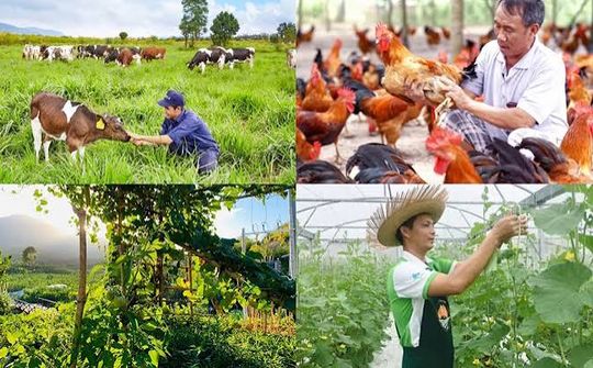 Chăn nuôi Việt Nam: Từ lợi thế quy mô đến năng lực cạnh tranh bền vững