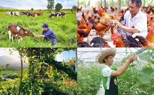 Chăn nuôi Việt Nam: Từ lợi thế quy mô đến năng lực cạnh tranh bền vững
