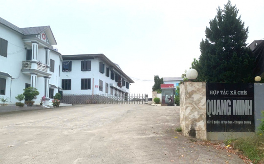 Hợp tác xã chế biến chè Quang Minh: Bước chuyển mình ngoạn mục và hành trình phát triển bền vững