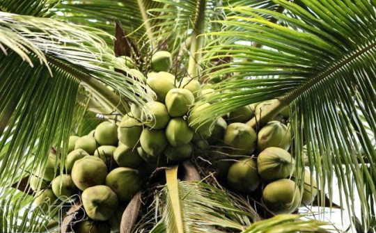 Kinh nghiệm Vĩnh Long trong nâng cao giá trị ngành dừa theo hướng bền vững