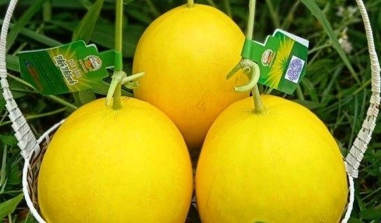 Thanh Hóa đánh giá, xếp hạng sản phẩm OCOP cấp tỉnh đợt 2, năm 2022