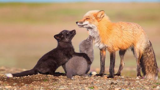 Xử lý nghiêm hành vi mua bán động vật hoang dã trái pháp luật