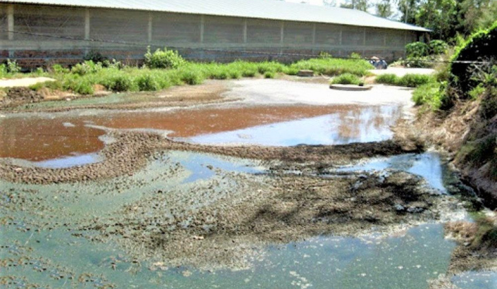 Từ tháng 4/2021: Vi phạm chất thải trong chăn nuôi sẽ bị xử phạt tới 20 triệu đồng