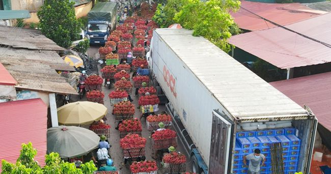 Cho phép ưu tiên lưu thông đối với các phương tiện vận chuyển vải thiều từ tỉnh Bắc Giang