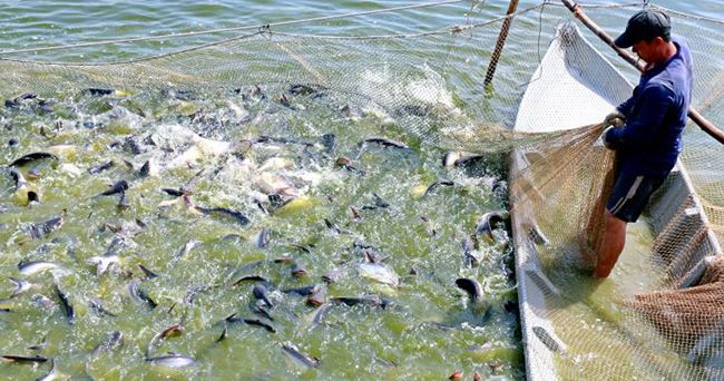 Chính sách khuyến khích doanh nghiệp đầu tư vào nông nghiệp, nông thôn