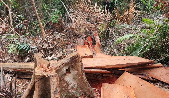 Đắk Lắk: Thâm nhập "Đại công trường" gỗ lậu của lâm tặc trên rừng M’Drắk