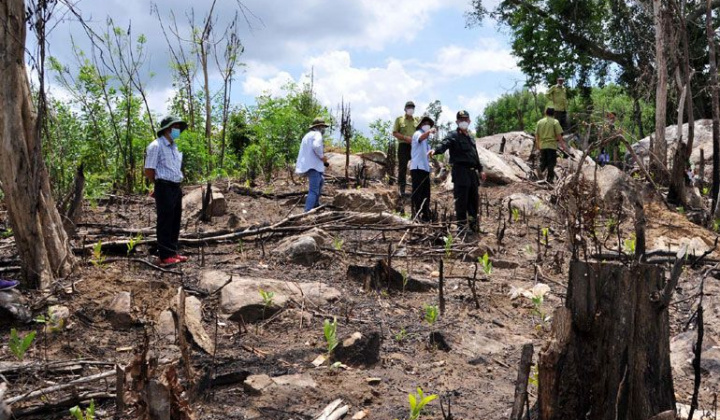 Phú Yên: Khởi tố vụ án hủy hoại rừng xảy ra tại tiểu khu 162