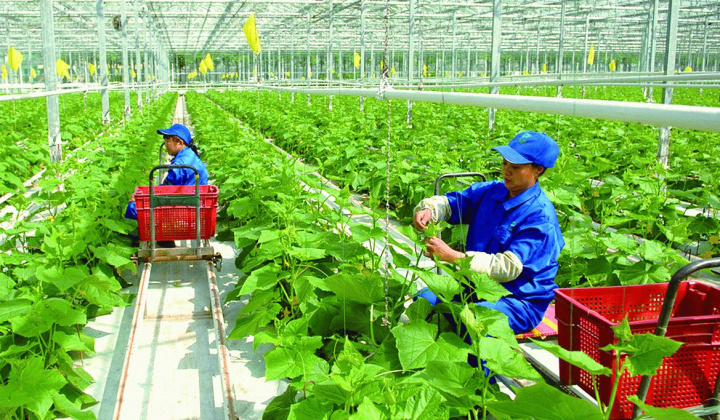 Chính sách tín dụng cho doanh nghiệp đầu tư vào nông nghiệp, nông thôn