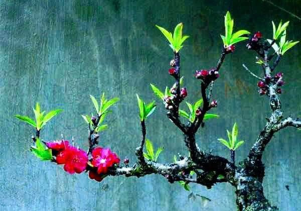 Mang thông điệp của Mùa Xuân VIỆT NAM HỘI NHẬP