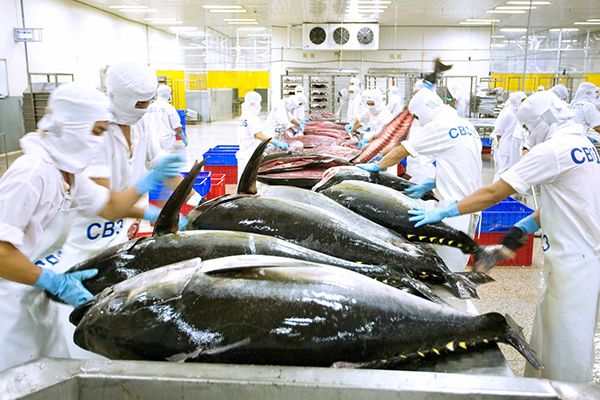 Đảm bảo xuất khẩu thủy sản không vi phạm quy định chống khai thác IUU