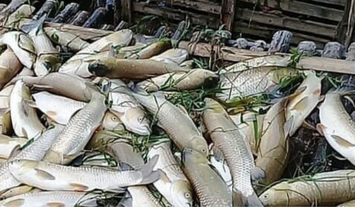 Bá Thước: Người dân sẽ không được bồi thường vì không đủ căn cứ xác định cá chết là do xả thải